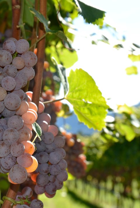 Gewürztraminer gewuertraminer-traube.jpg